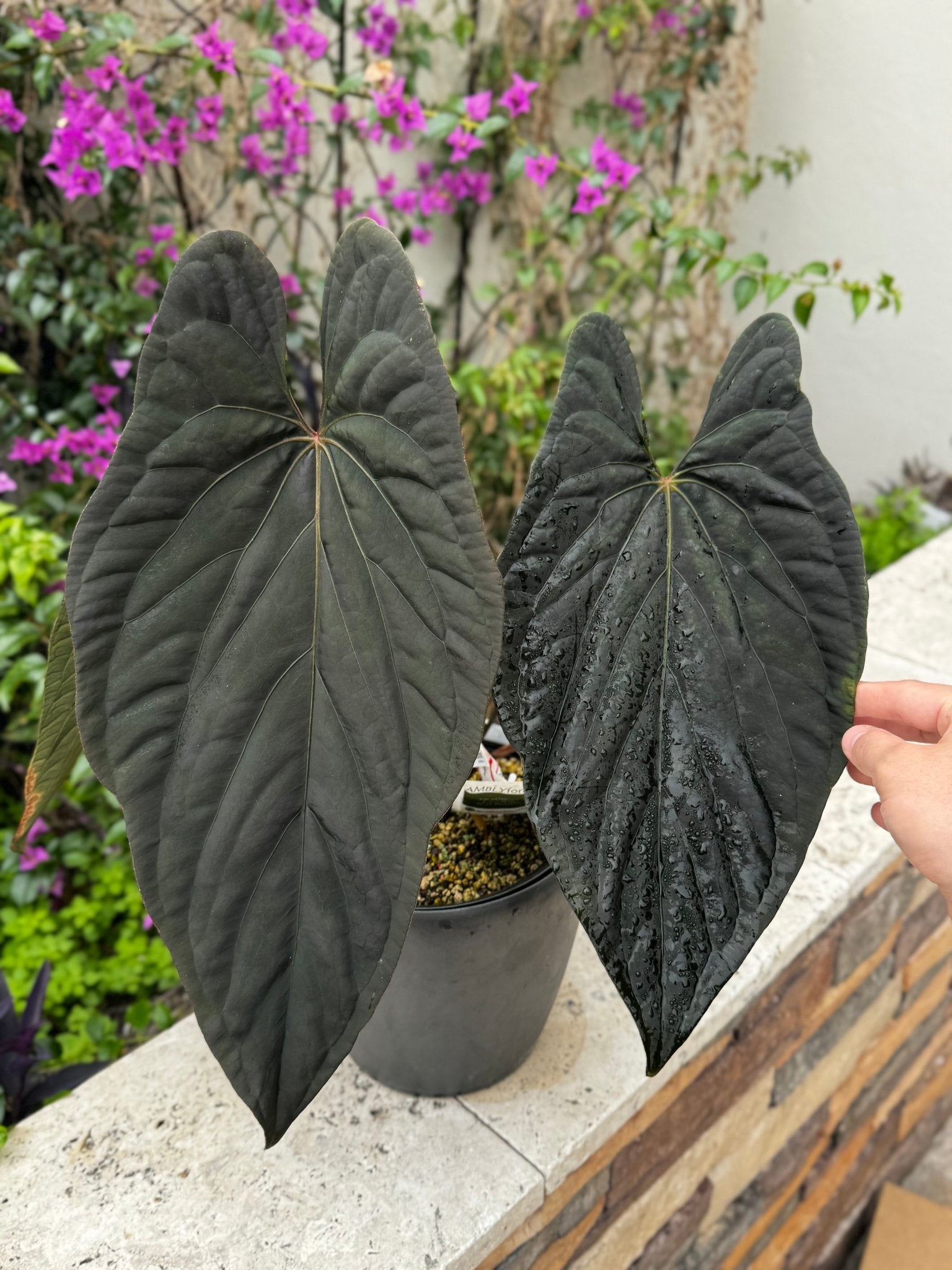 anthurium umbricola Smaug x TA Stripey Anthurium Seedlings