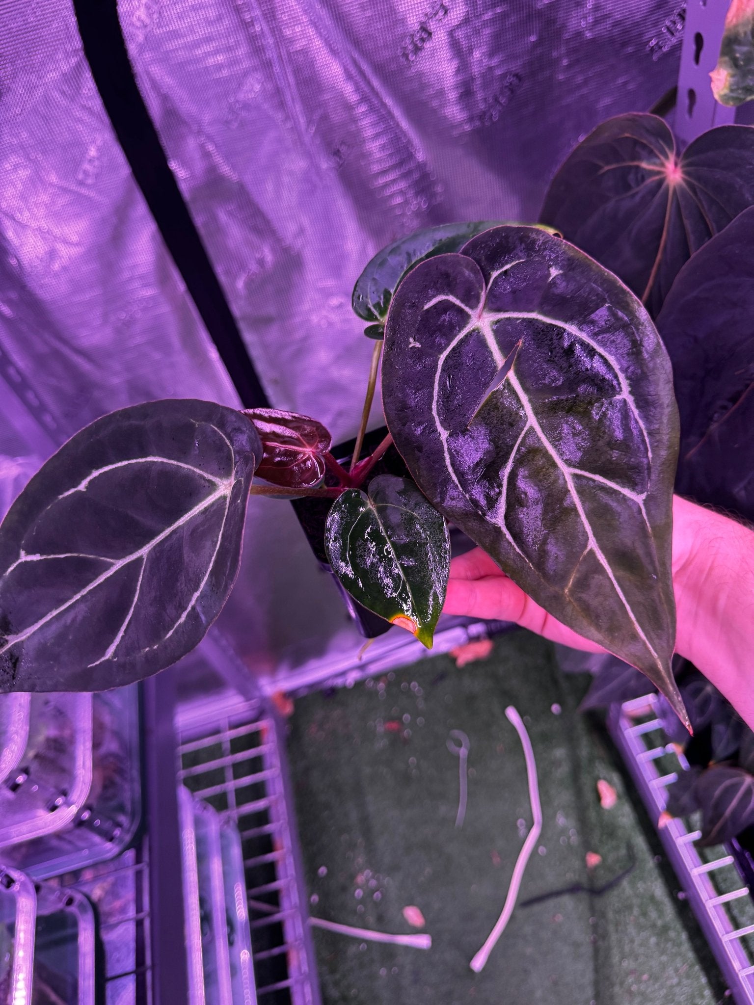 Tim Anderson Stripey x carla round x GPH001 (Carla favoring)-Granthuriums