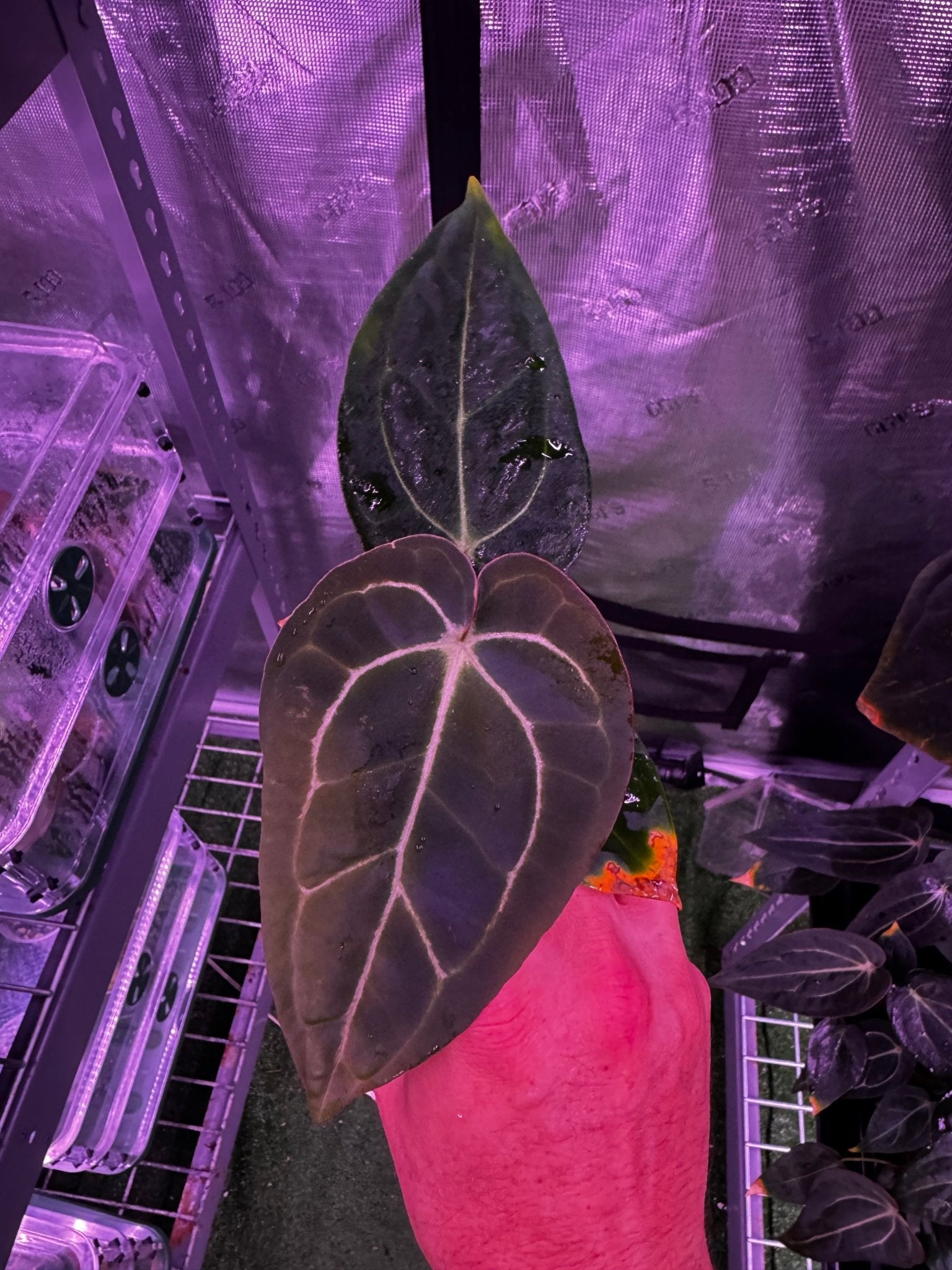 Tim Anderson Stripey x carla round x GPH001 (Carla favoring)-Granthuriums