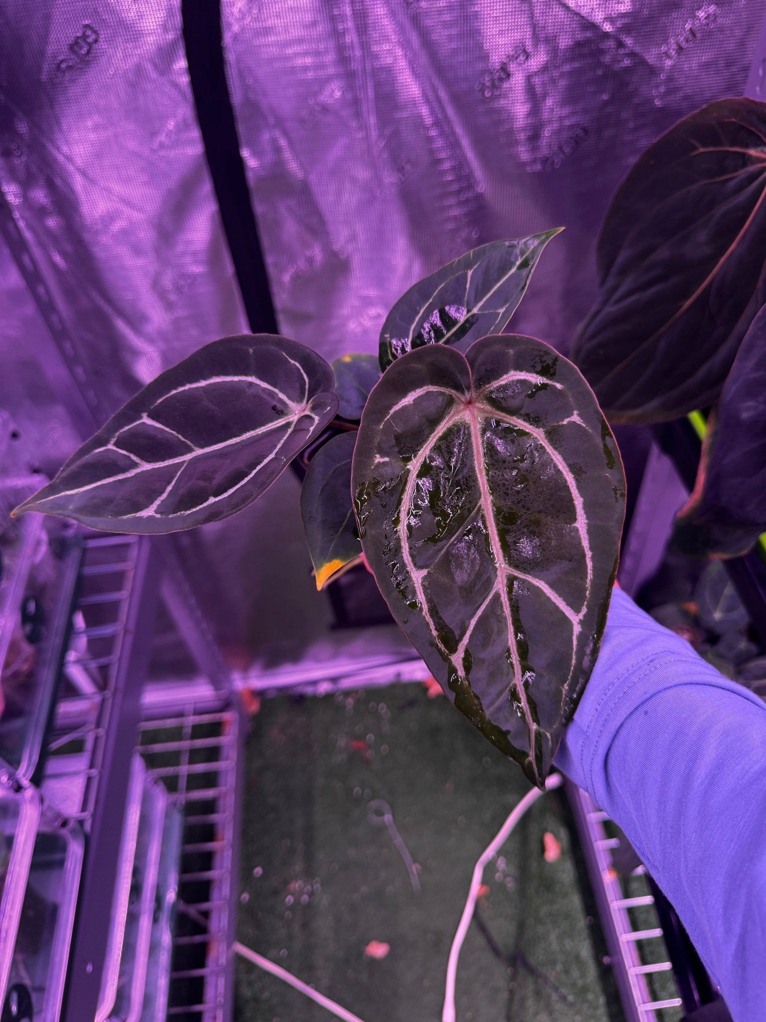 Tim Anderson Stripey x carla round x GPH001 (Carla favoring)-Granthuriums