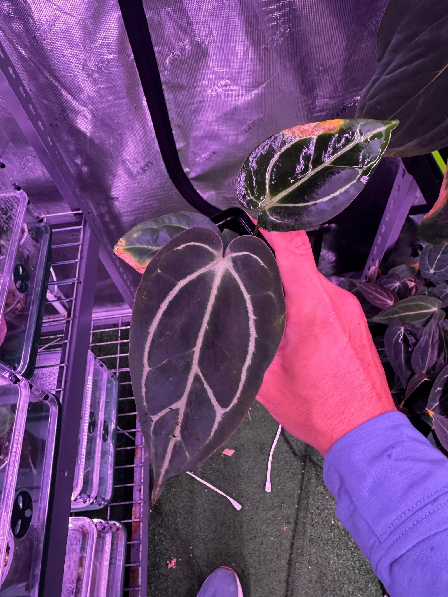 Tim Anderson Stripey x carla round x GPH001 (Carla favoring)-Granthuriums