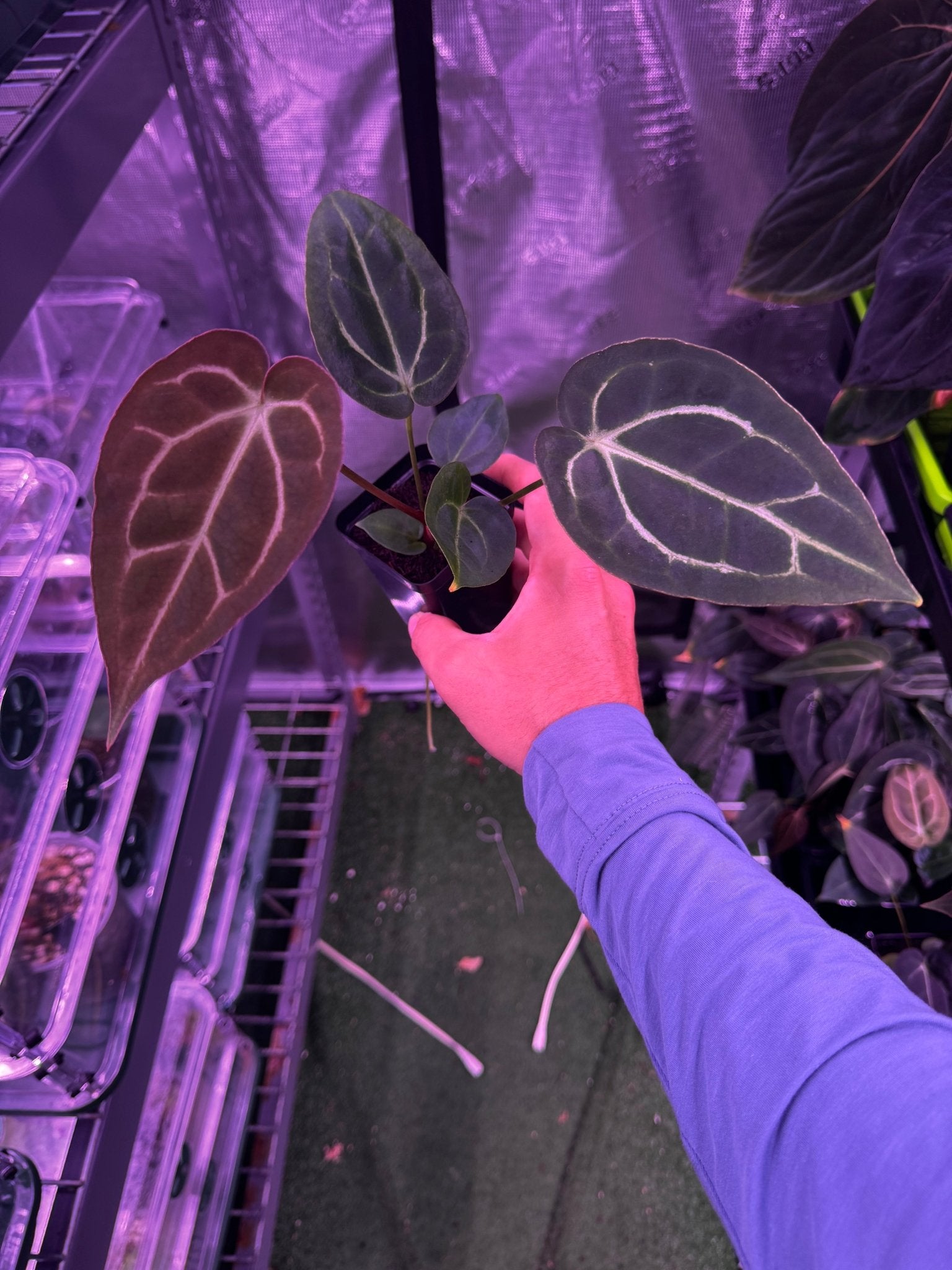 Tim Anderson Stripey x carla round x GPH001 (Carla favoring)-Granthuriums