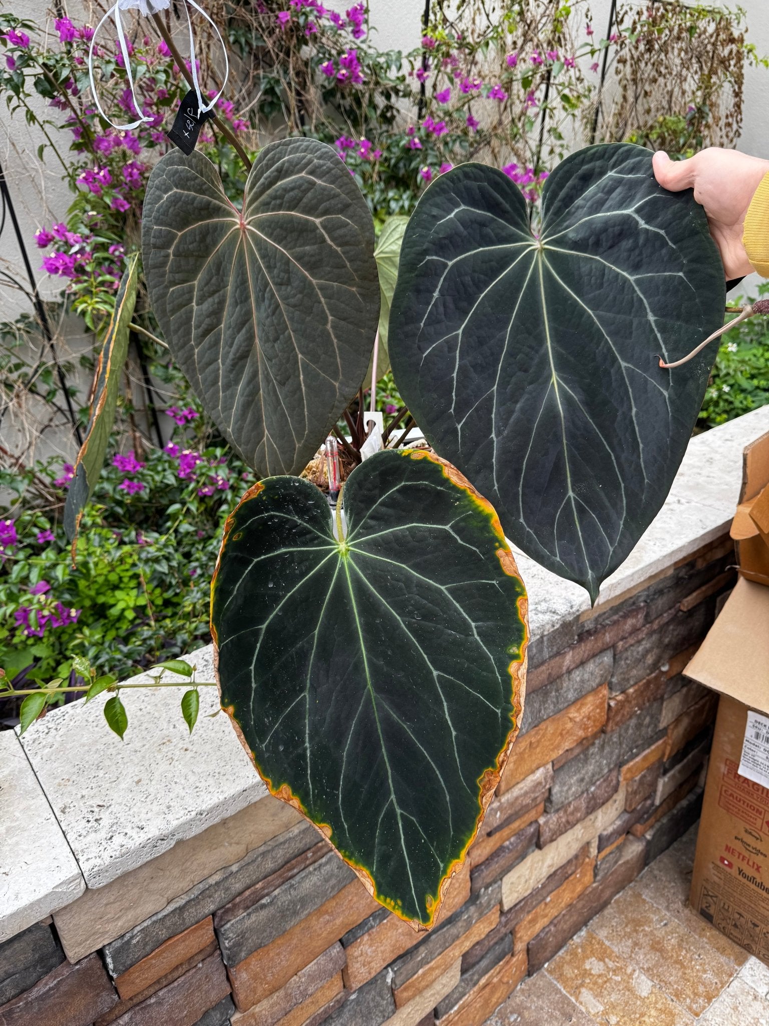 Tim Anderson Stripey x Dorito Port seedlings-Granthuriums