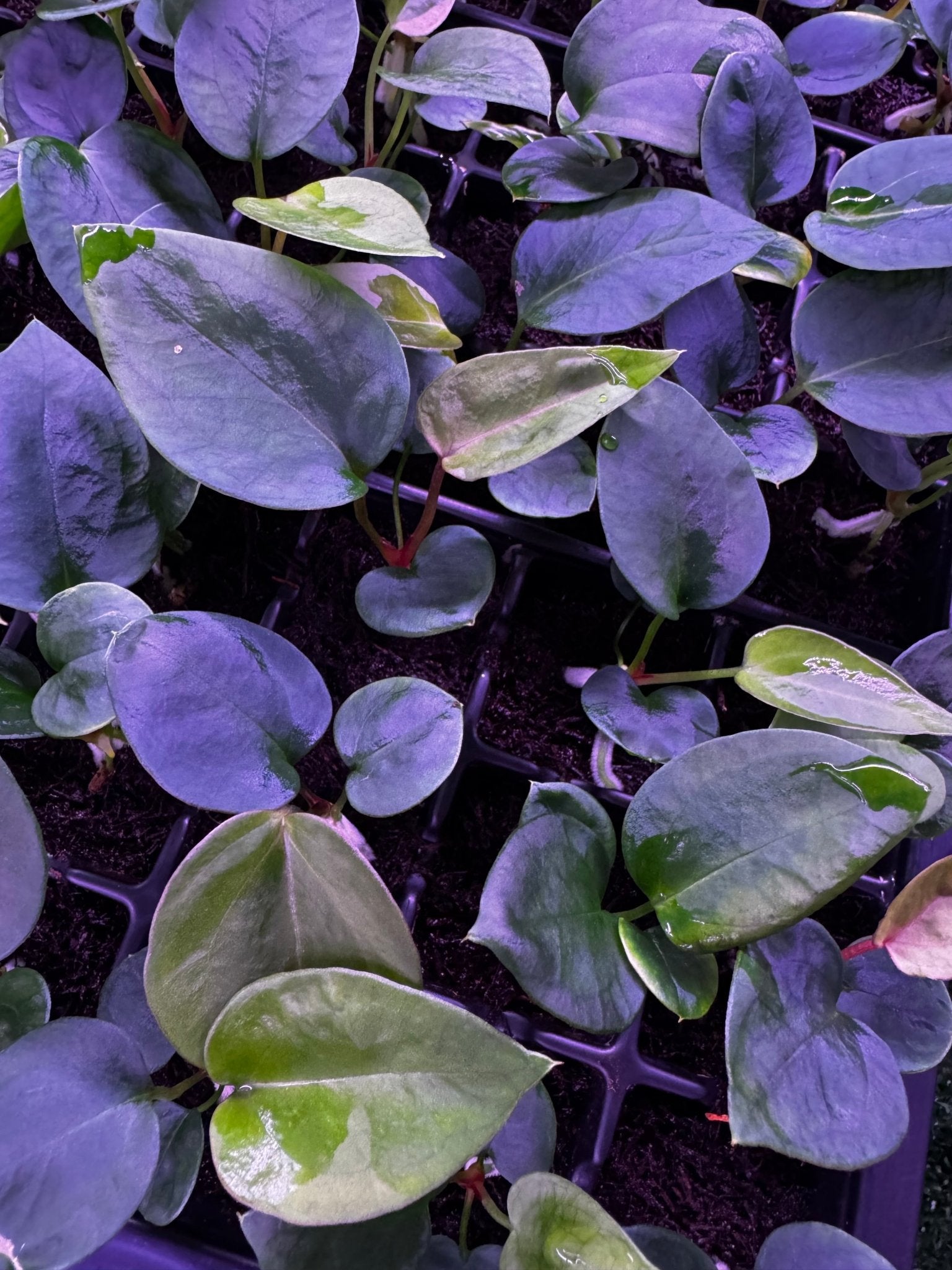 Tim Anderson Stripey x Dorito Port seedlings-Granthuriums