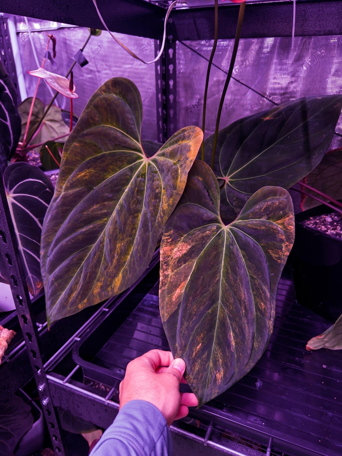 Var papx x Dorito 1 hold back prop - Granthuriums