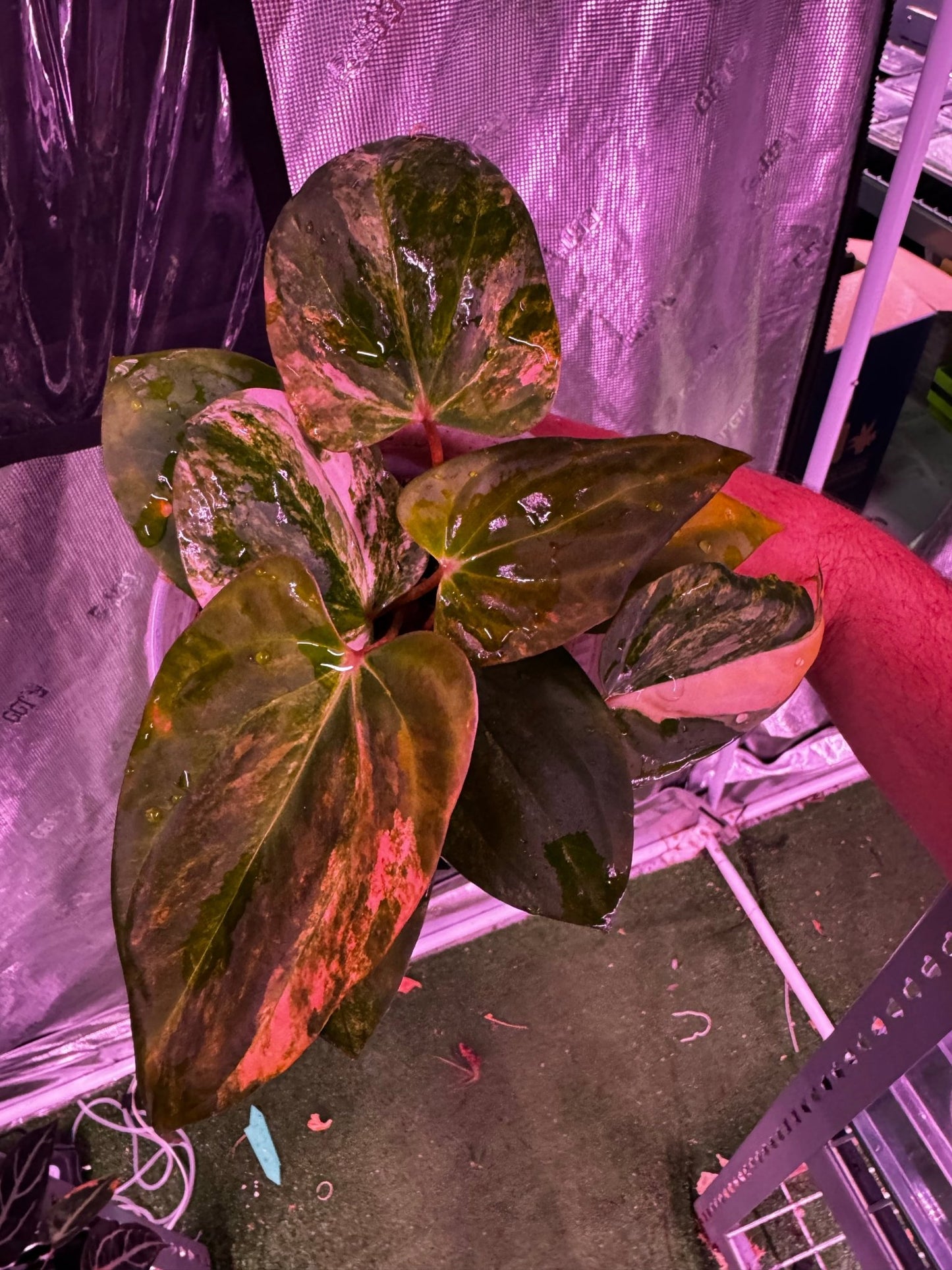 Var papx x Dorito 1 hold back prop - Granthuriums