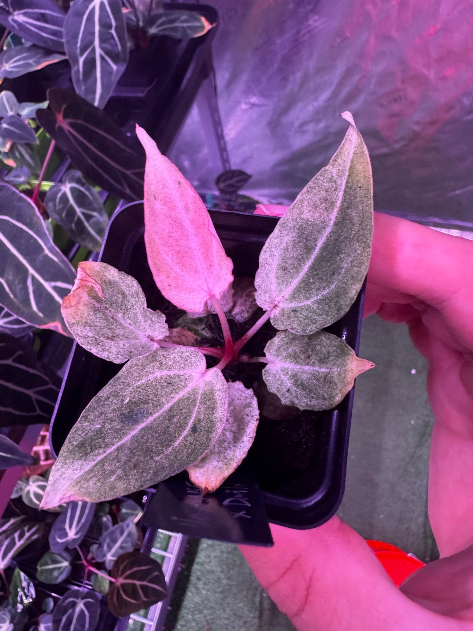 Variegated NSE Bench GPH x Dorito Port-Granthuriums