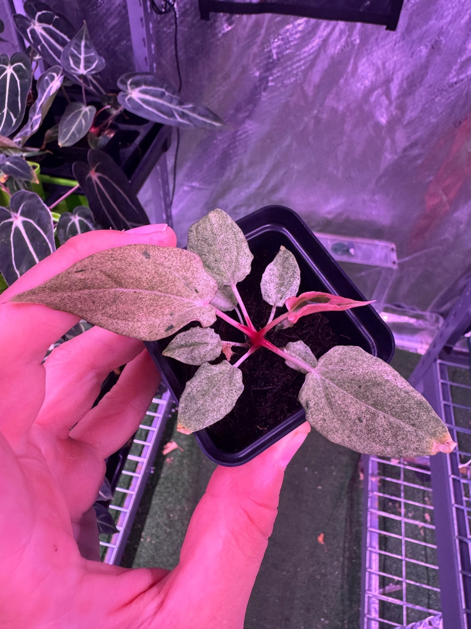 Variegated NSE Bench GPH001 x Dorito Port-Granthuriums