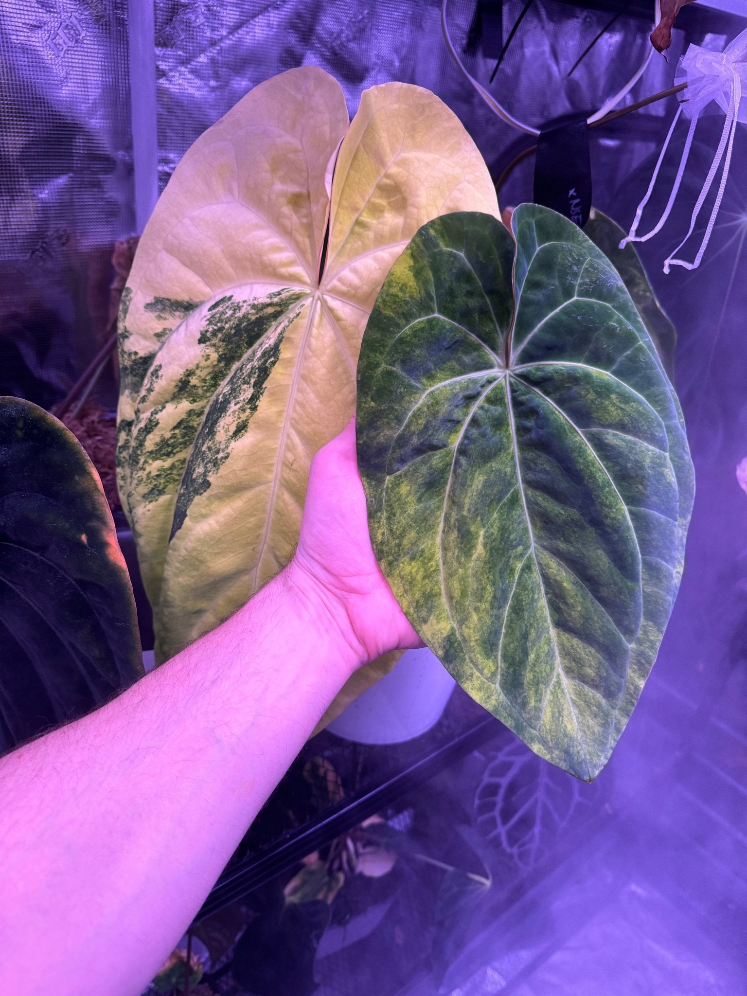 Variegated papX x dorito port seedlings-Granthuriums