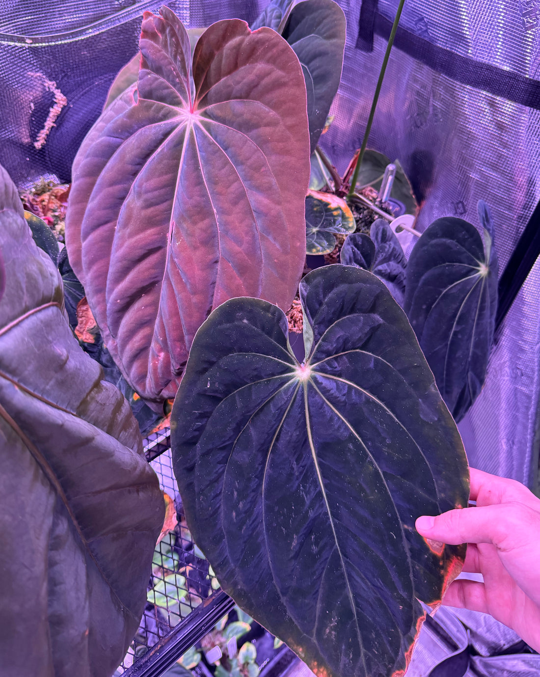 Anthurium antolakii (BVEP)