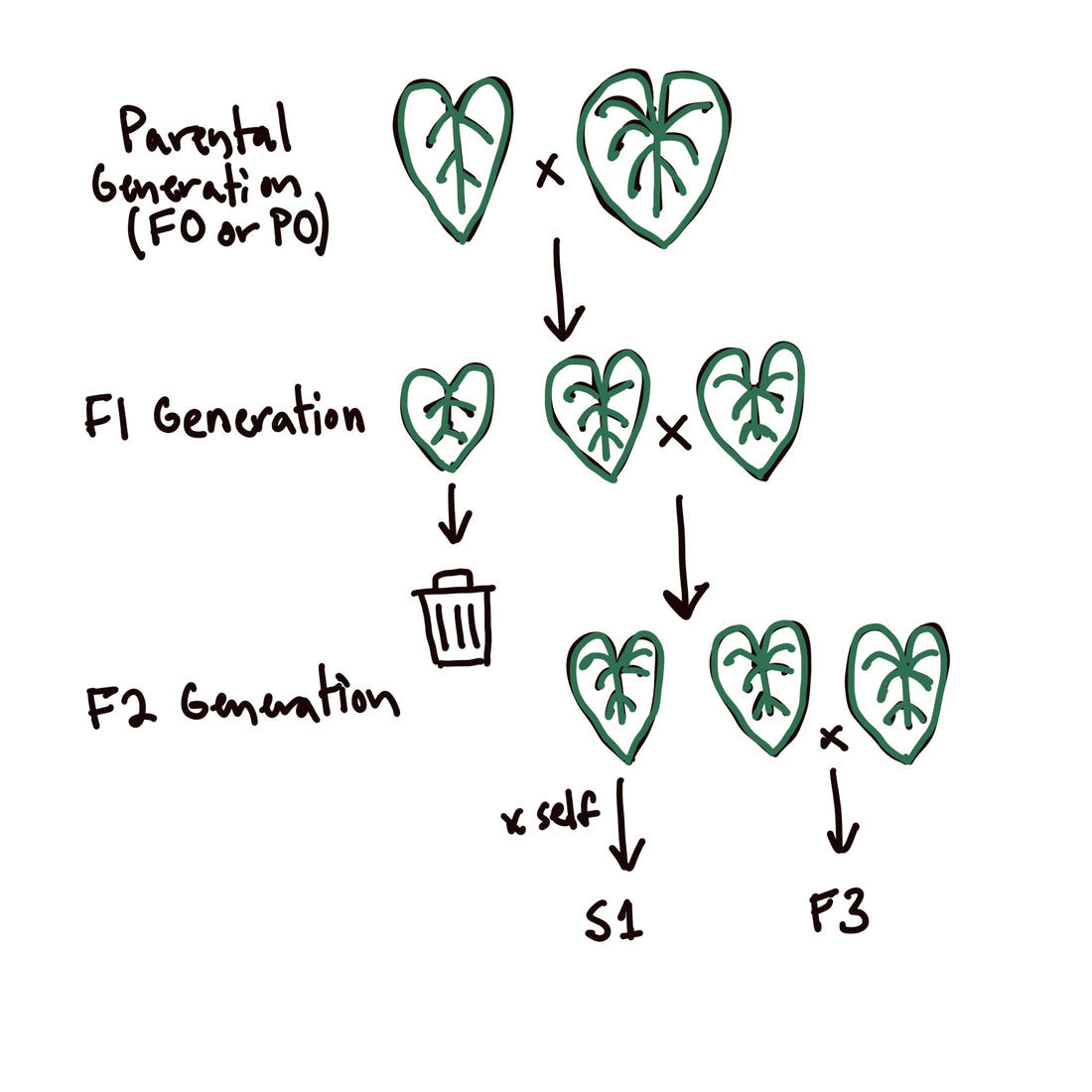 Filial generations for dummies, written by a dummy