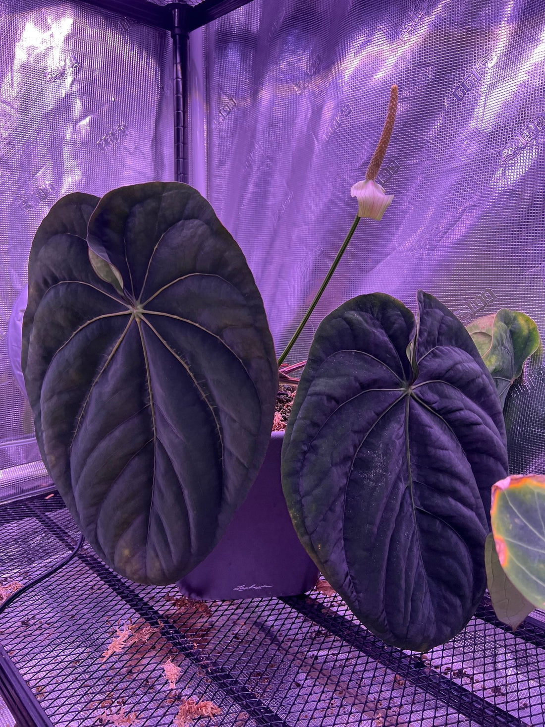 Anthurium dressleri - Granthuriums