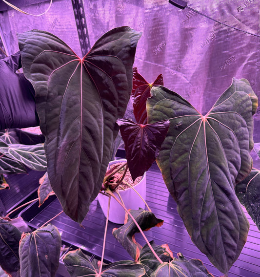 Anthurium papillilaminum - Granthuriums