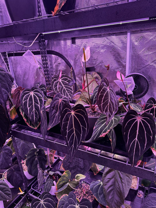 My Setup and Products That I Use - Granthuriums