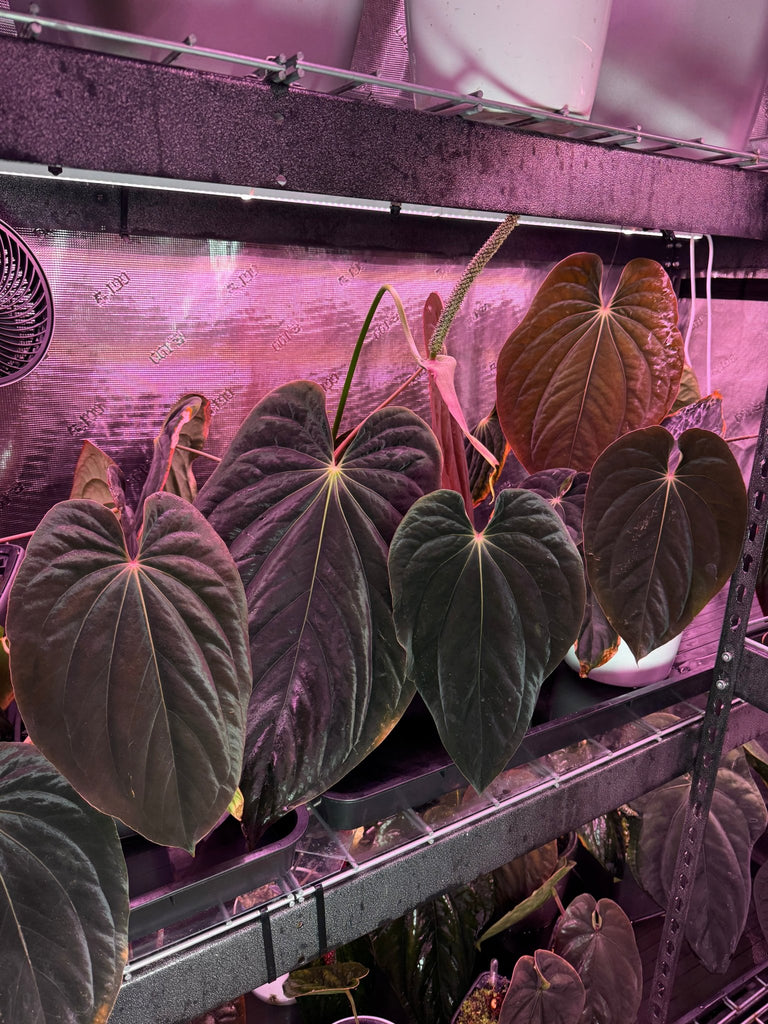 アンスリウム　reegarden papi✖️antolakii「bvep」 アンスリウムreegarden papi✖️antolakii「bvep」