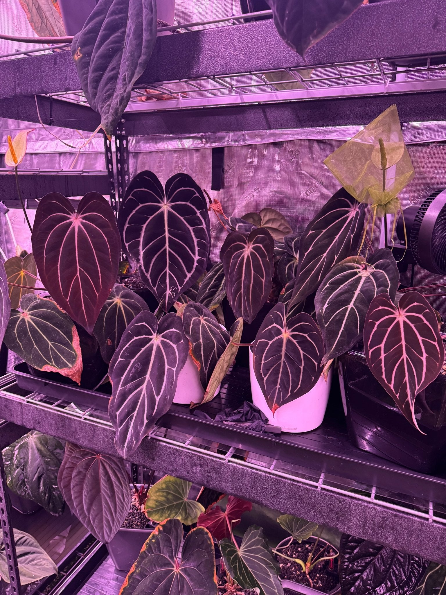 Carlablackiae - Granthuriums