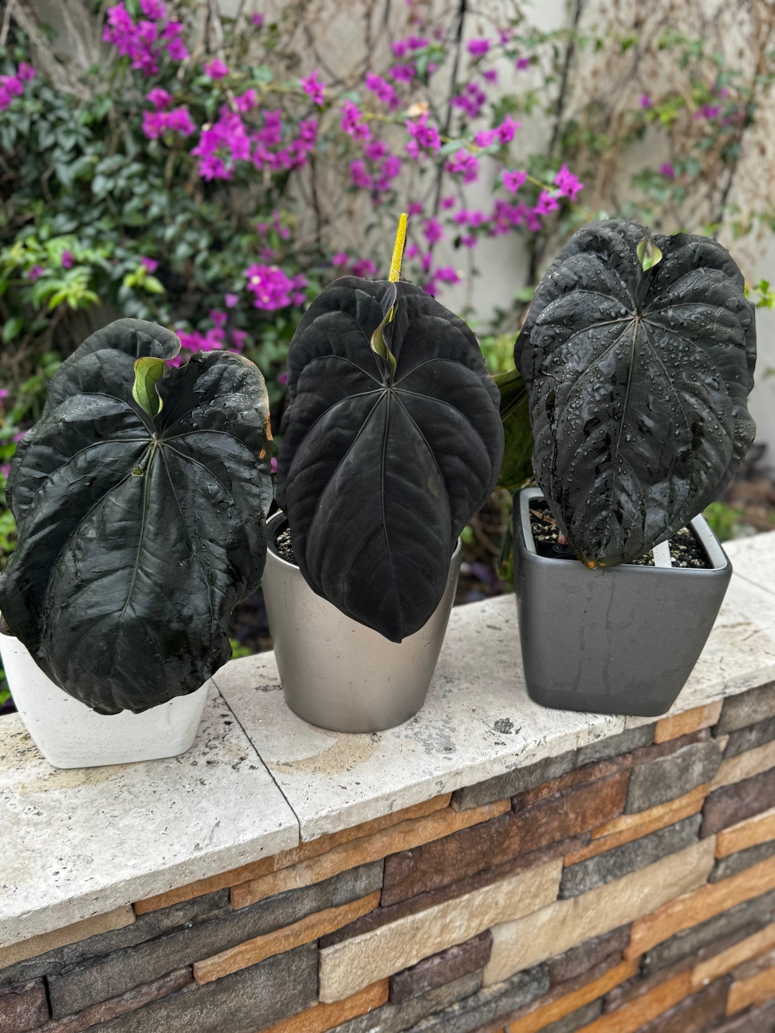 Dressleri - Granthuriums