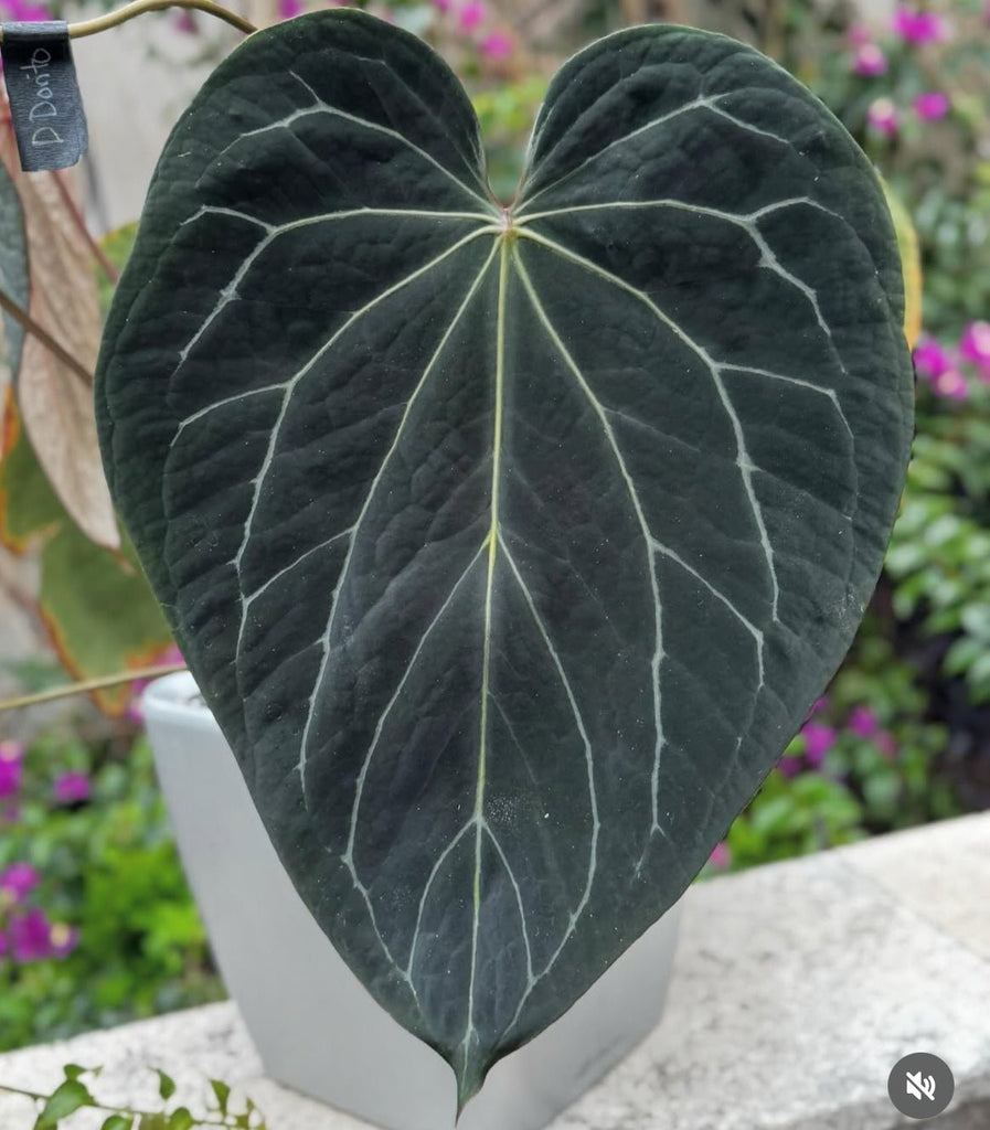 フィカス anthurium HYBRID Anthurium hybrid