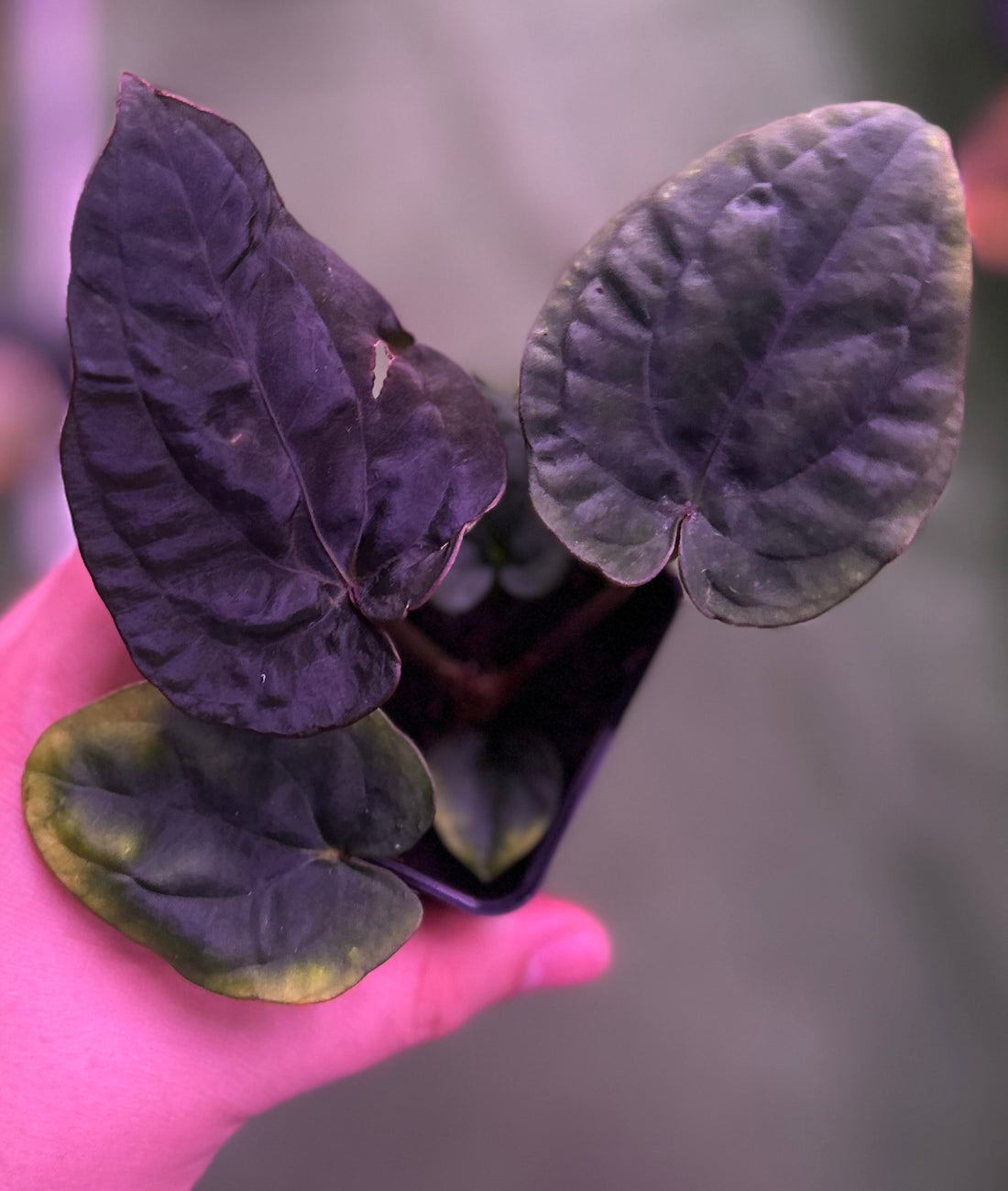 Anthurium dressleri RG (F2 x Black) x F1b—Exact Seedling