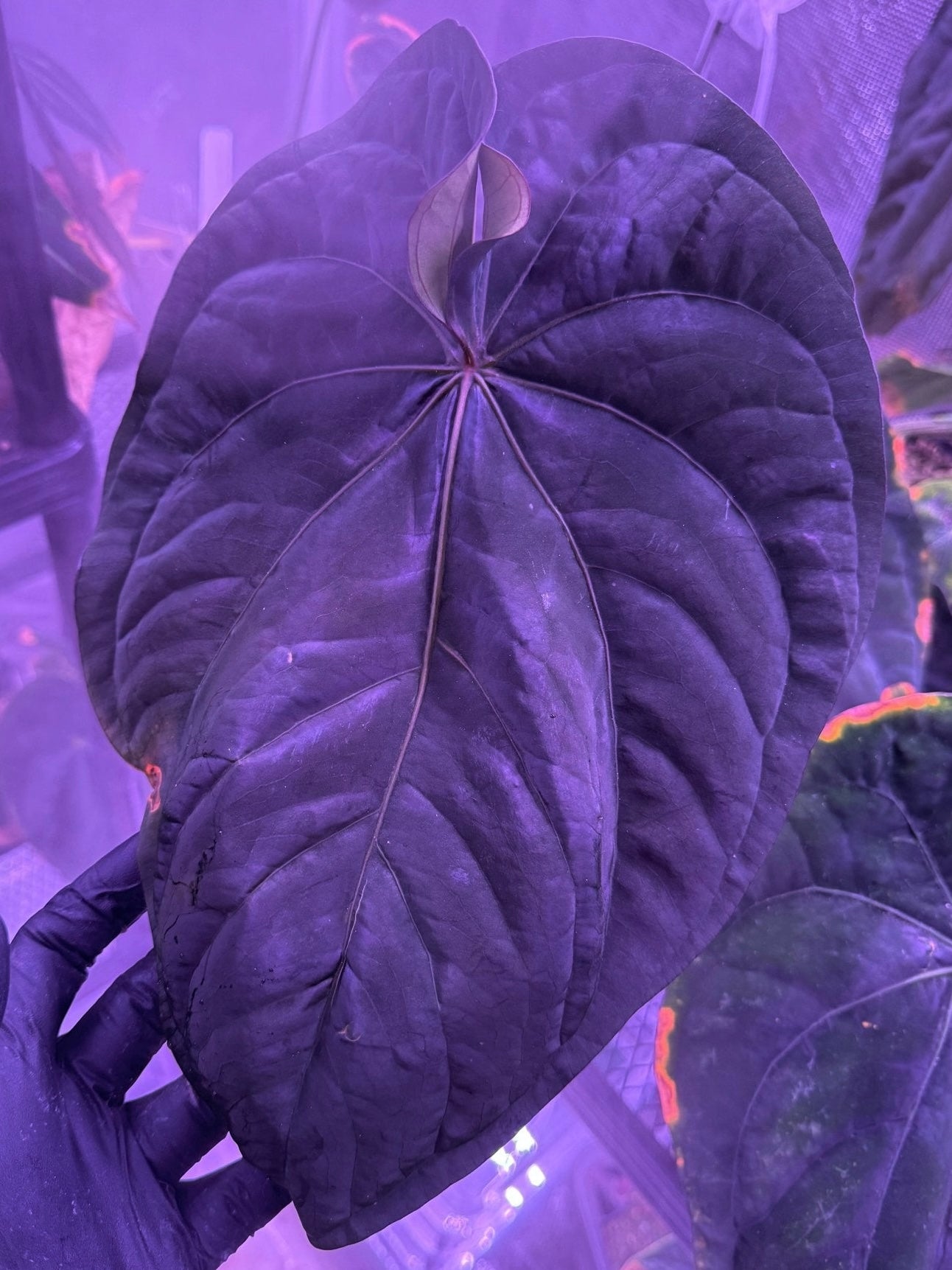 Anthurium dressleri RG (F2 x Black) x F1b—Exact Seedling