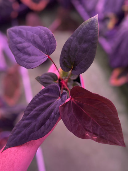 Anthurium RVDP x antolakii RA1—Exact Seedling