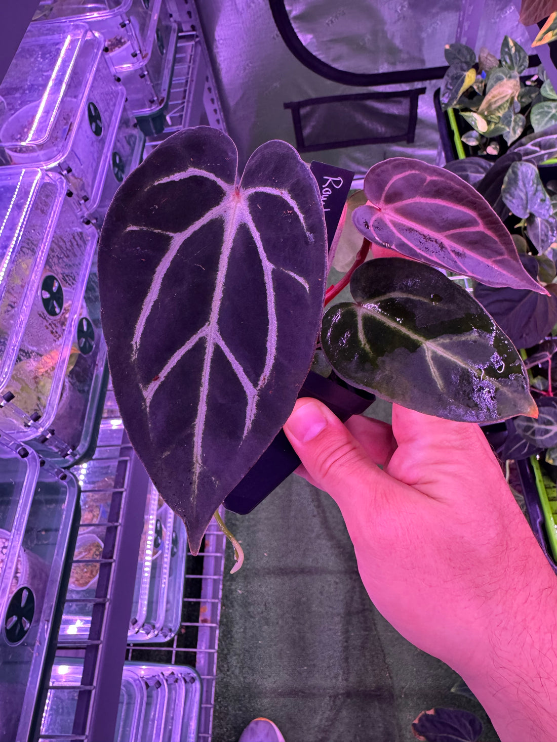 Anthurium Carlablackiae Round x GPH001 F2 Batch 2–Exact Plant A