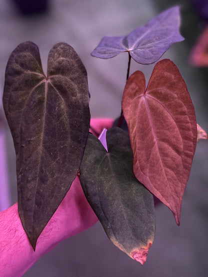 Anthurium Var Papx x Night Dragon—Exact Seedling