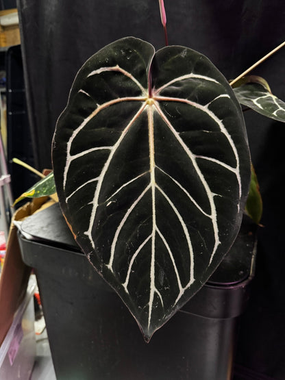 Anthurium carlablackiae "Round" x GPH001 F2 Batch 2—Exact seedling