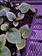 Spider Besseae aff x self-Granthuriums