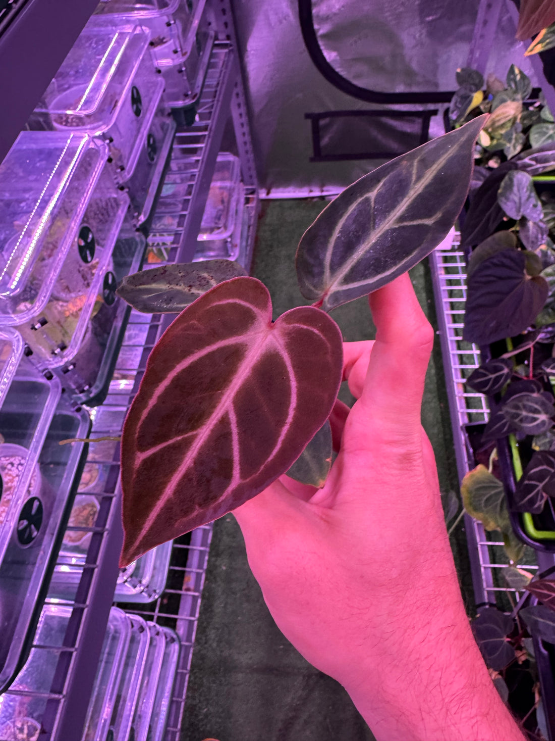 Anthurium Carlablackiae Round x GPH001 F2 Batch 2–Exact Plant B