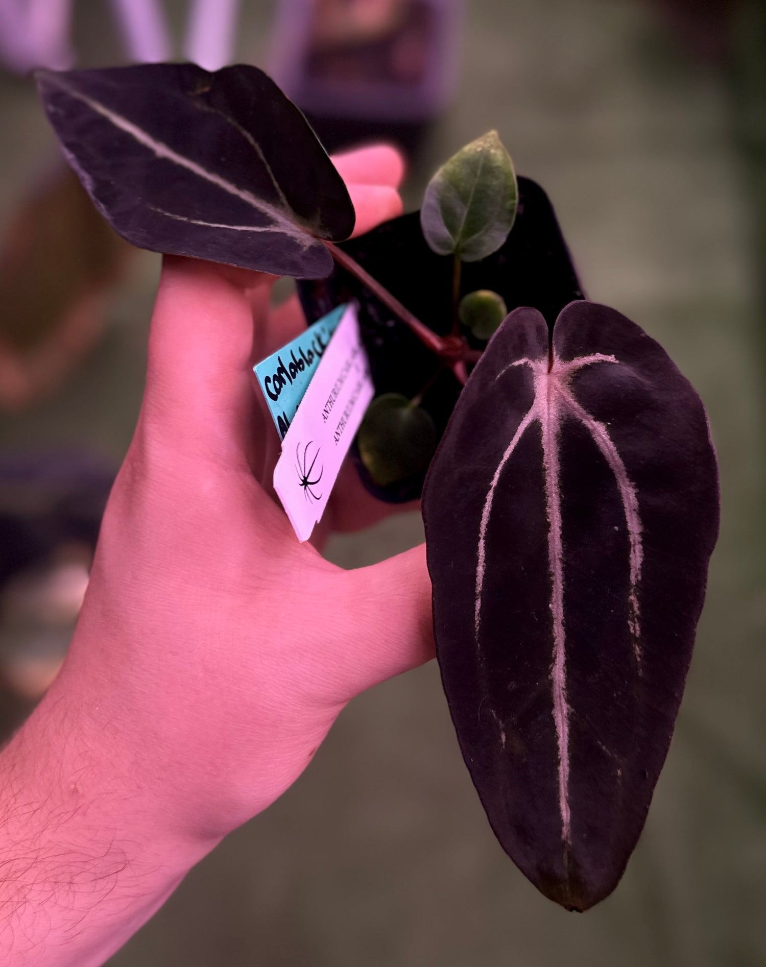 Anthurium carlablackiae "Venom" x GPH001—Exact Seedling