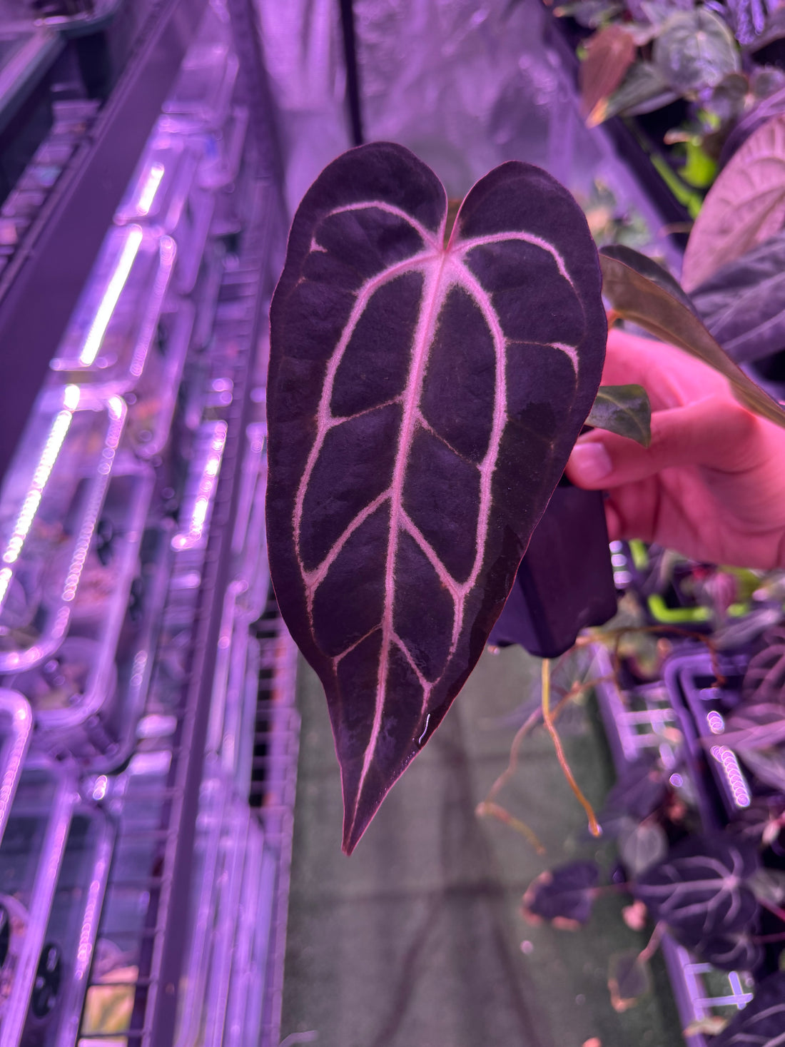 Anthurium Carlablackiae (Round x GPH001) x GPH001 (BACKCROSS)—Exact Plant B