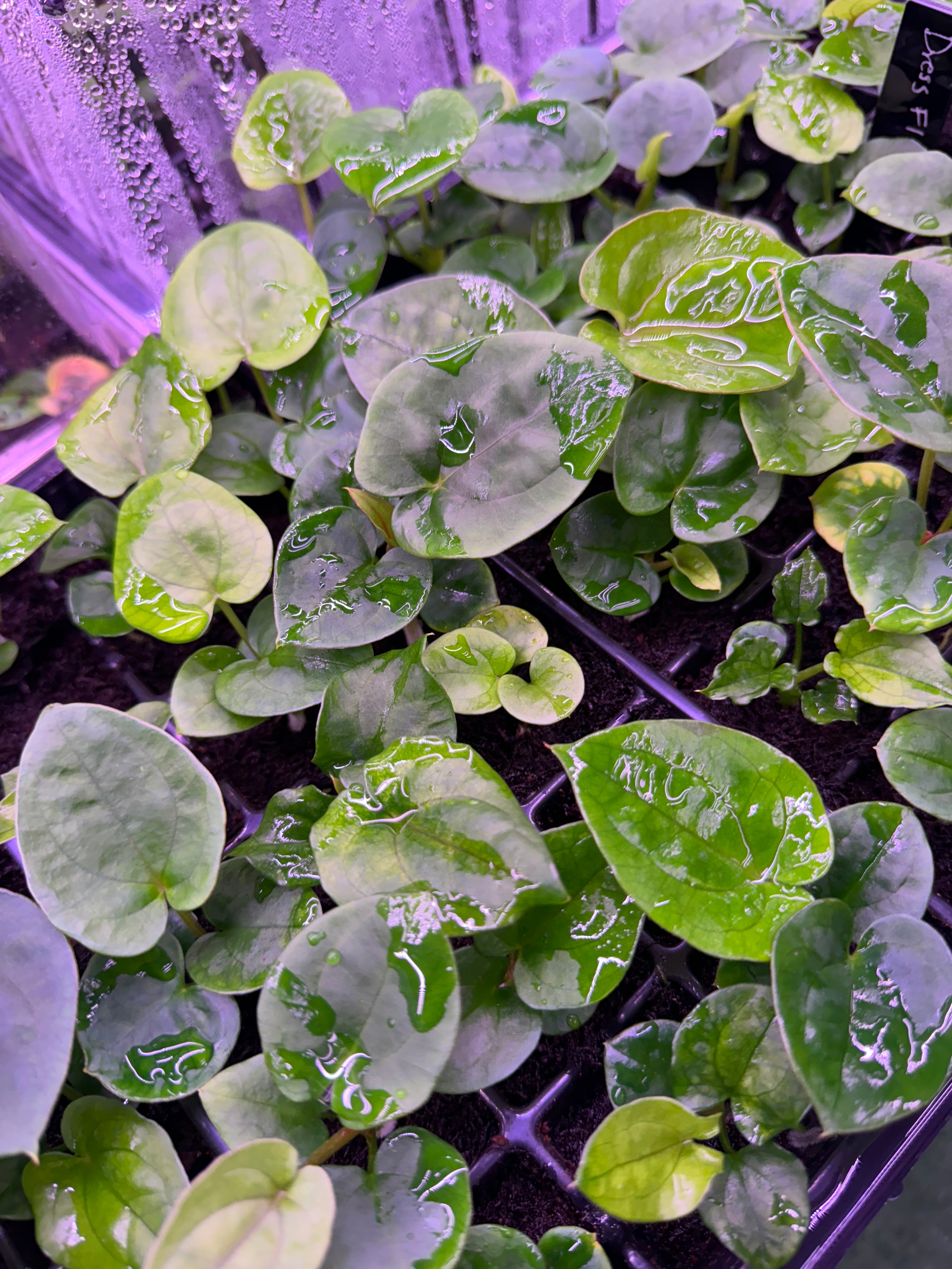 Pure RG dressleri seedlings (F1 “Jay” x F1 “Ivy”)-Granthuriums
