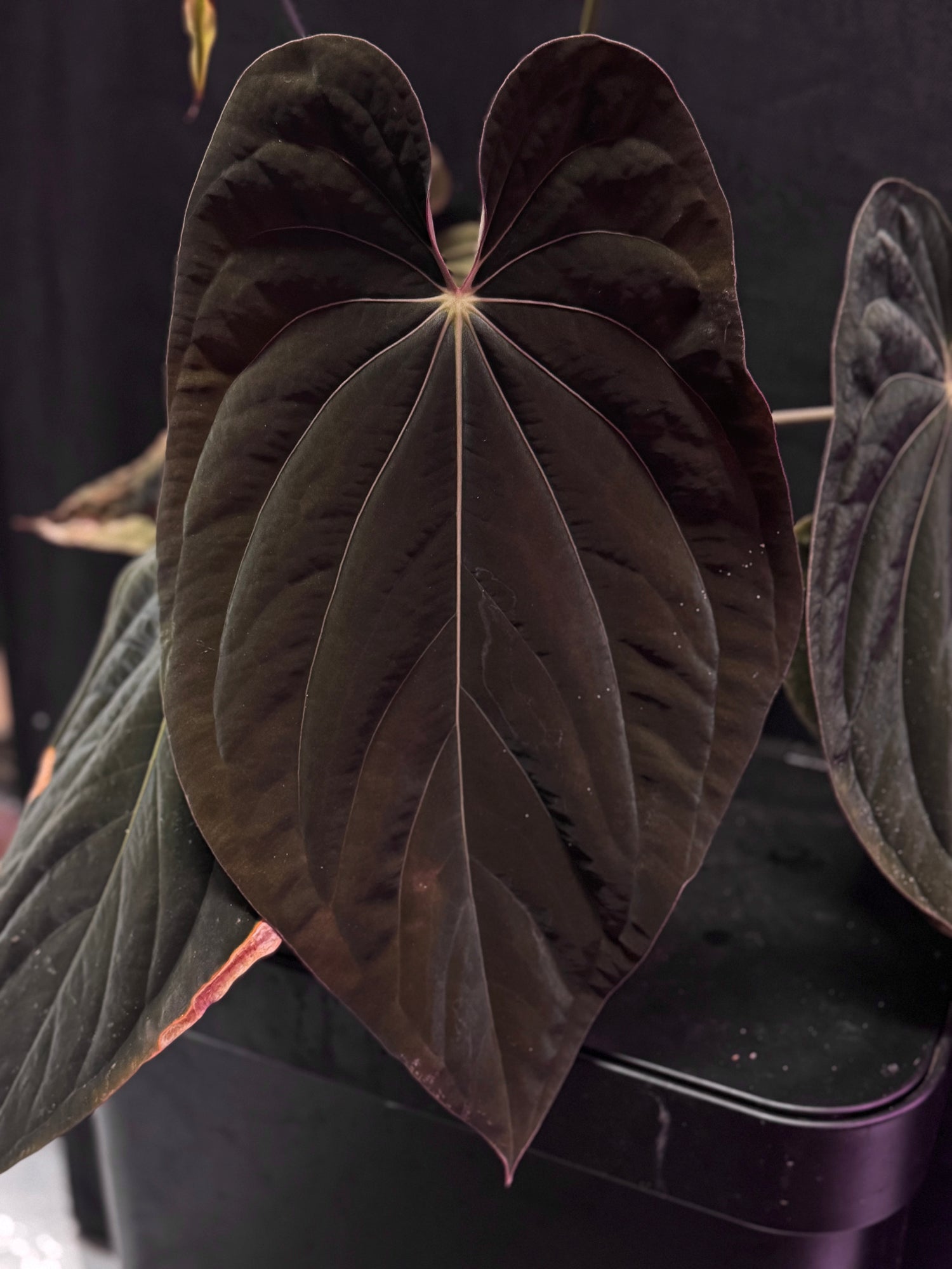 Anthurium RVDP x antolakii RA1—Exact Seedling