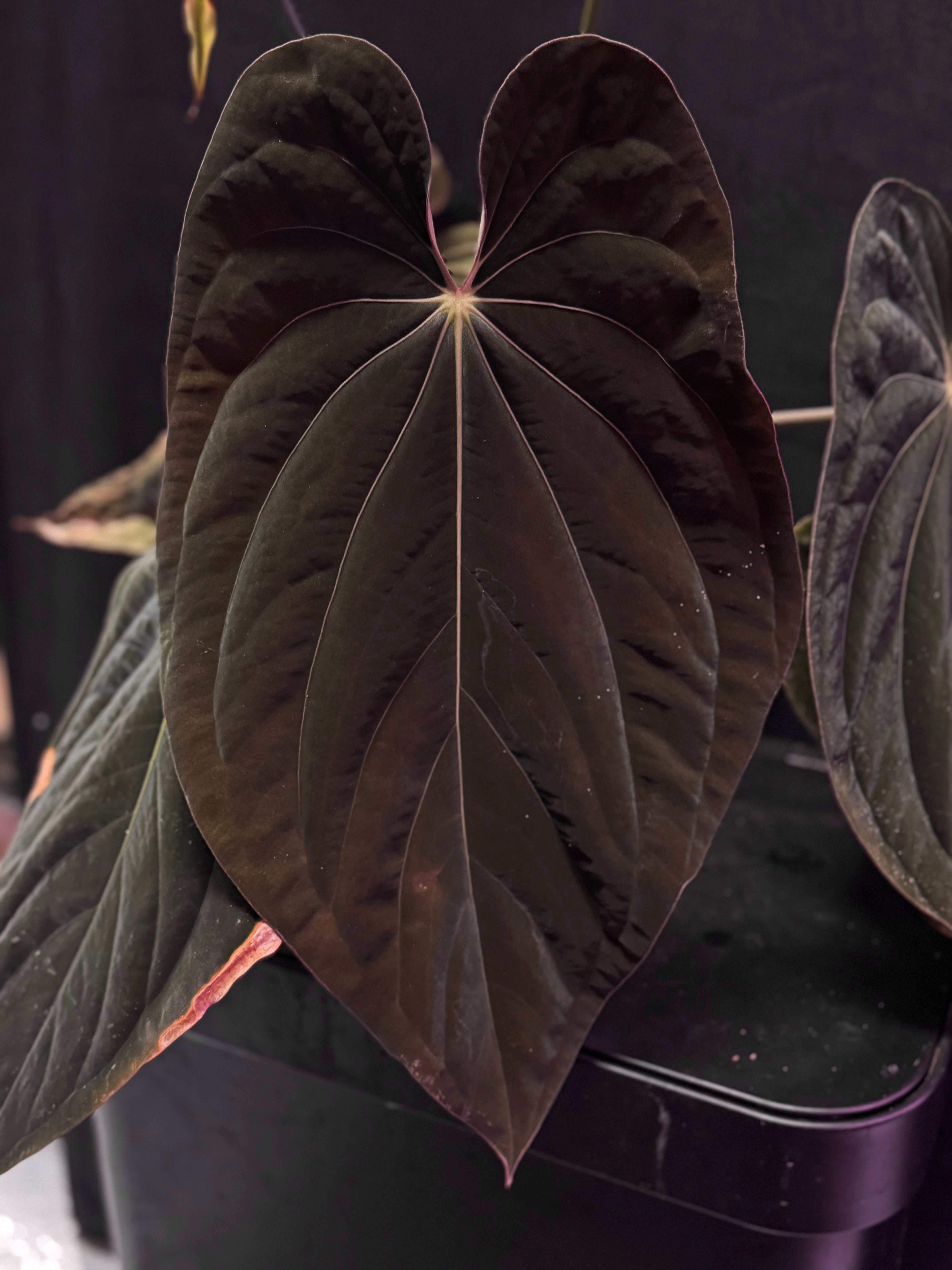 Anthurium RVDP x antolakii RA1—Exact Seedling