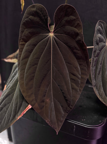 Anthurium RVDP x antolakii RA1—Exact Seedling
