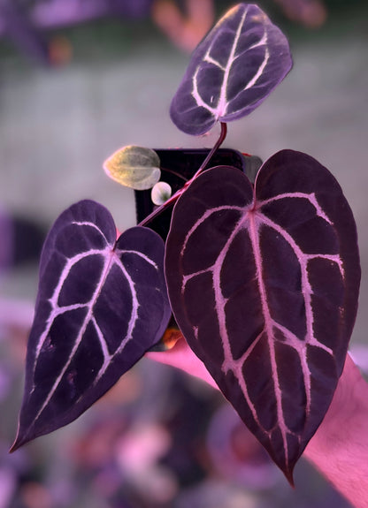 Anthurium carlablackiae "Round" x GPH001 F2 Batch 2—Exact seedling