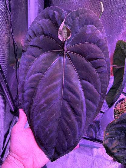 Anthurium dressleri RG (F2 x Black) x F1b—Exact Seedling