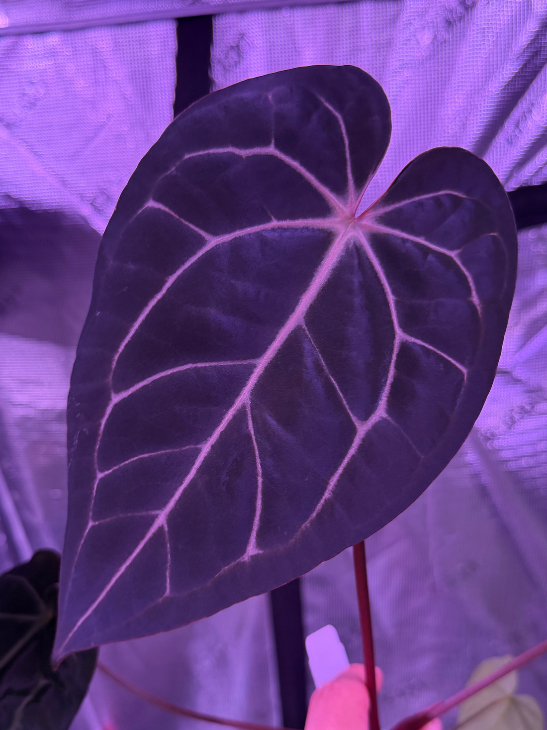 Close up leaf detail
