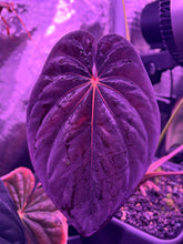 Antolakii Round x Felix F2 OrangeVein Tent lighting photography Granthuriums