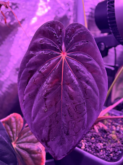 Antolakii Round x Felix F2 OrangeVein Tent lighting photography Granthuriums