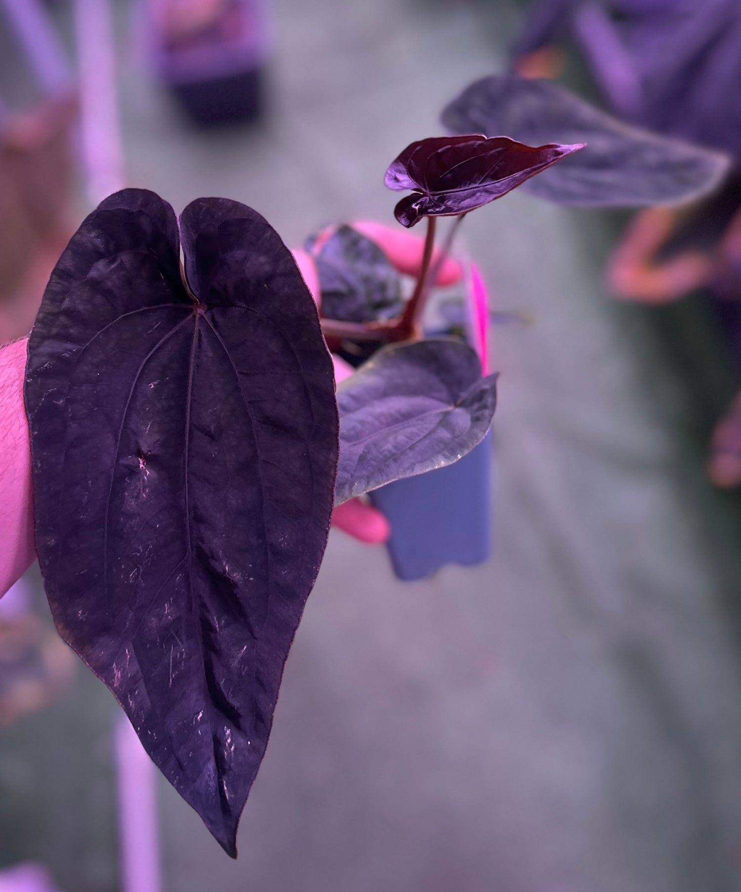 Anthurium dressleri RG (F2 x Black) x F1b—Exact Seedling