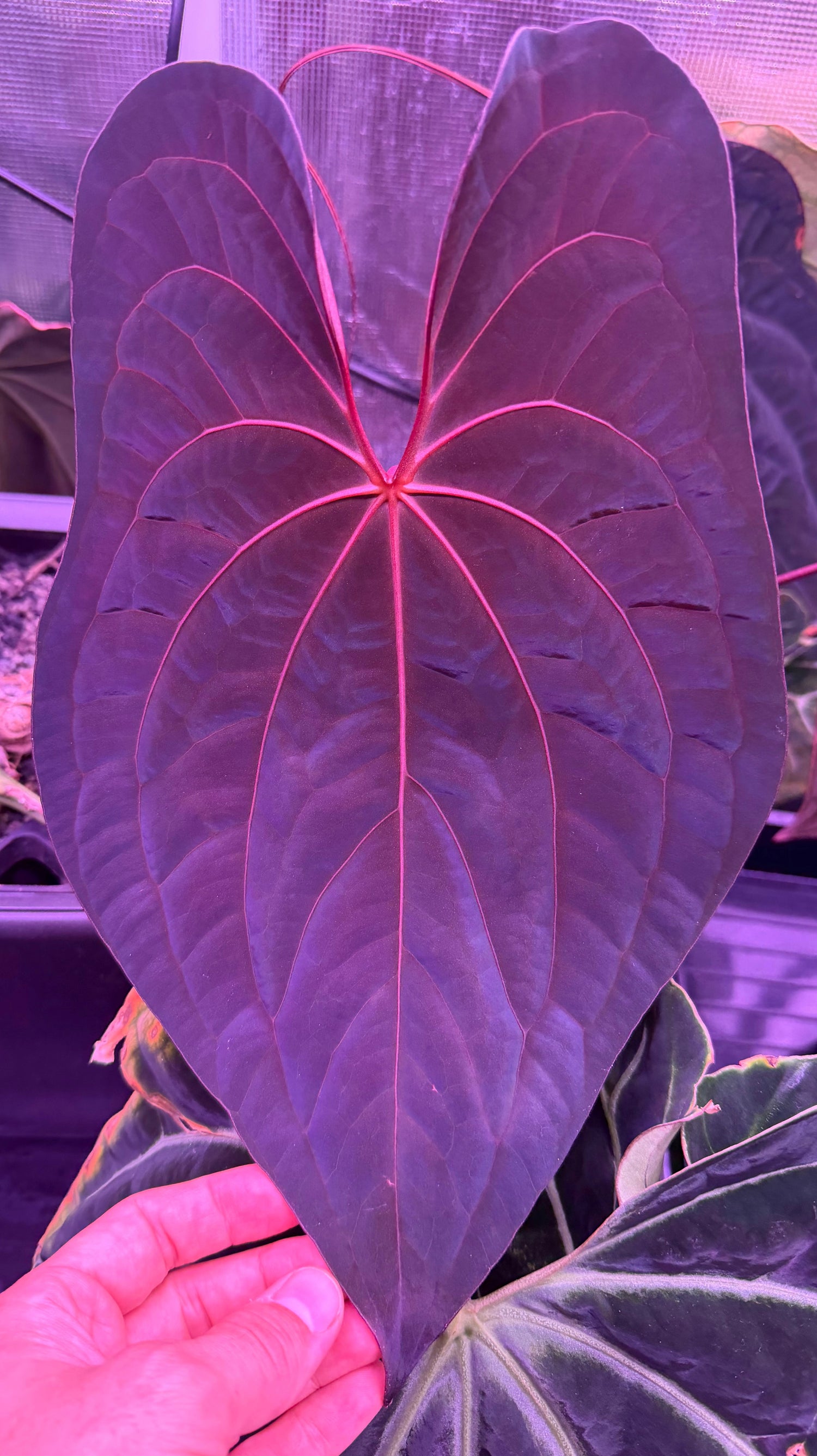 Anthurium RVDP x antolakii RA1—Exact Seedling