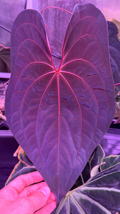 Anthurium RVDP x antolakii RA1—Exact Seedling