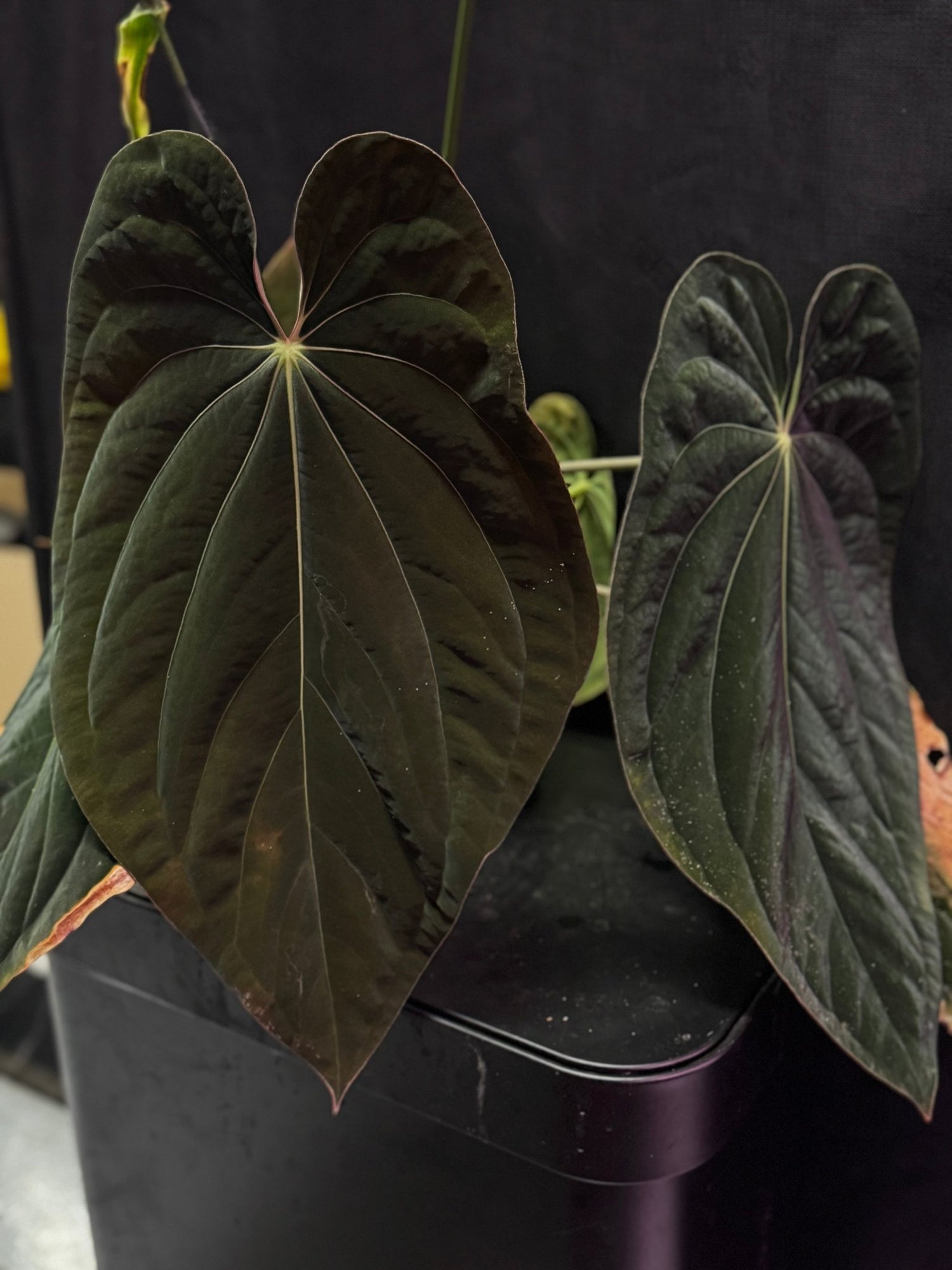 anthurium kunayalense Anthurium Kunayalense PM5 x (BVEP RA1 OR Sp Nov DF)—Small Seedlings