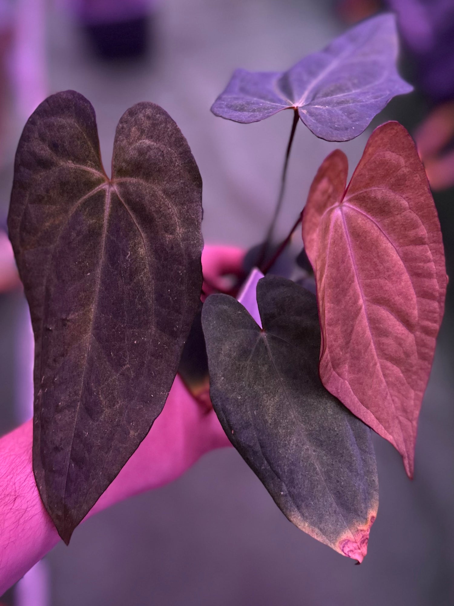 Anthurium Var Papx x Night Dragon—Exact Seedling