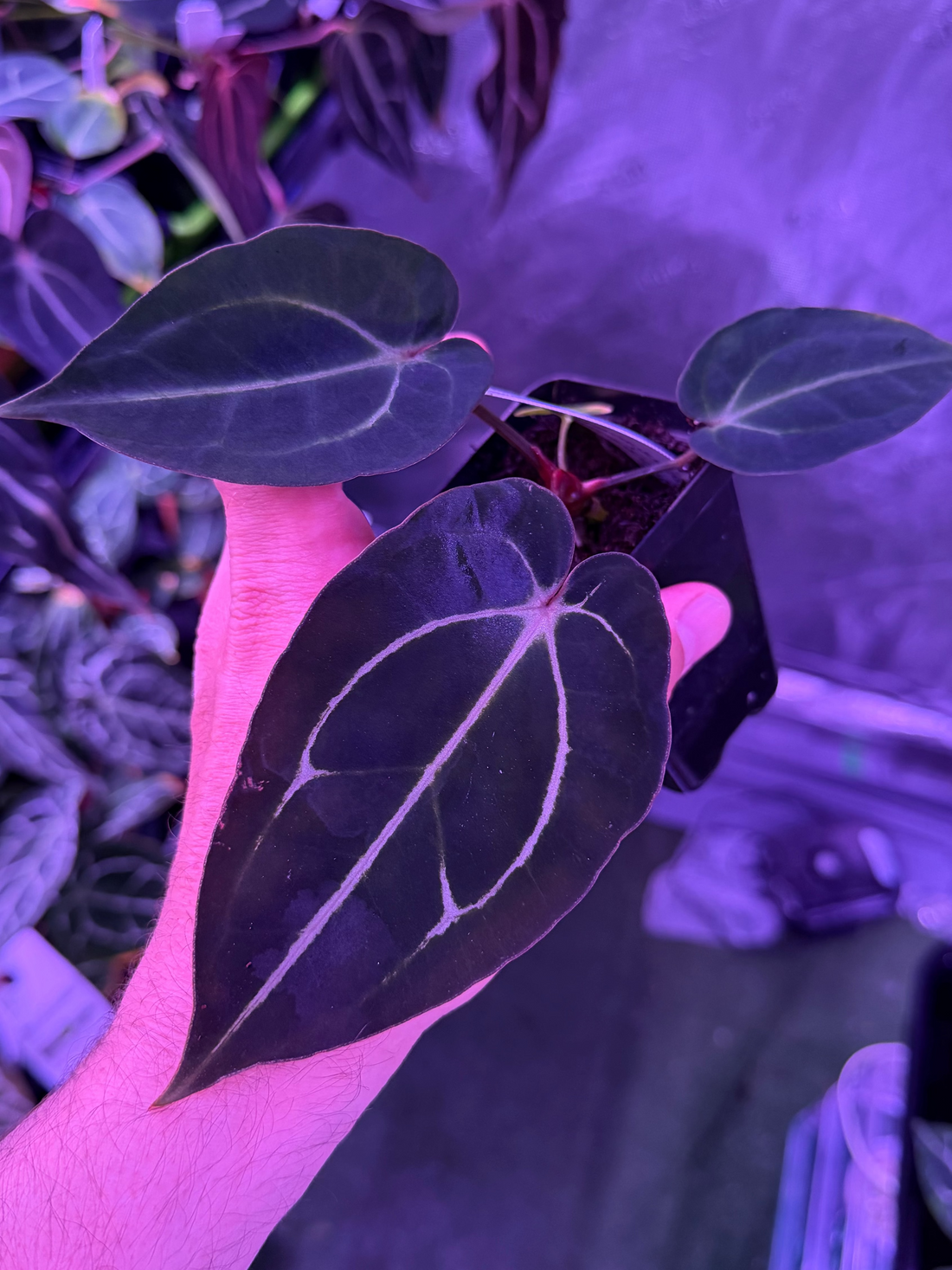 (division)Anthurium carlablackiae カーラ anthurium_carlablackiae_mother