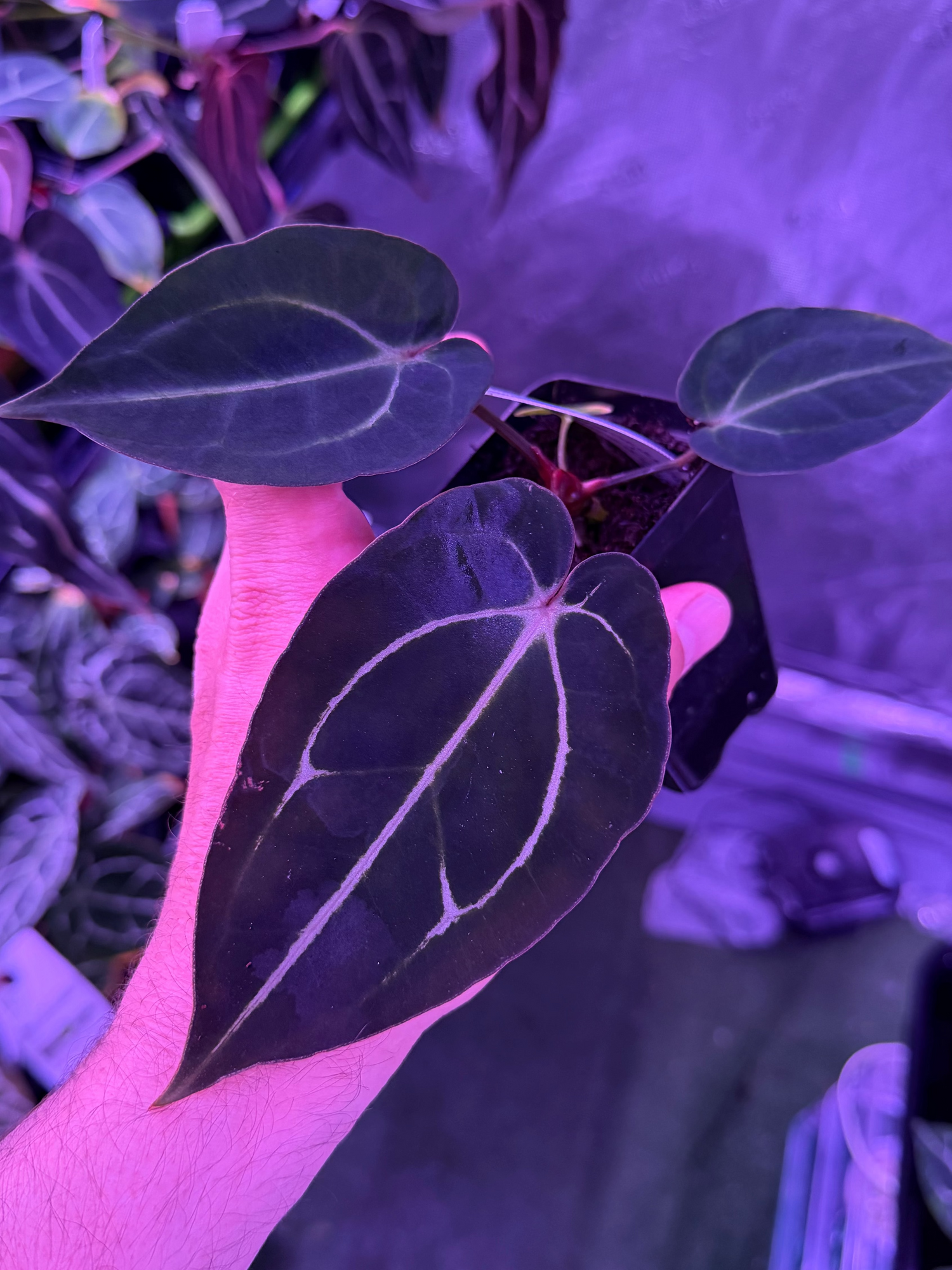 Dark Anthurium carlablackiae seedling being held in hand