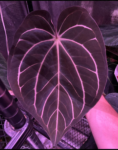 Anthurium Carla Round x King of Spades 