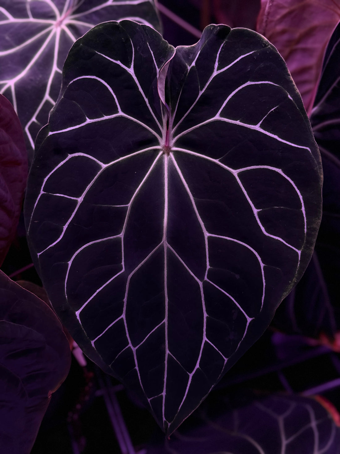 Tent dark leaf focal point of Chocolate Crystallinum- Granthuriums 